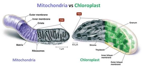 how are mitchondrion similar to the chloroplast